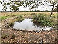 Pond adjacent to footpath in CH3 7QD