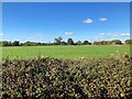Foliage and fields pictured from the Llangollen Canal in Stoke and Hurleston