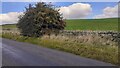 Hawthorn tree and field on NE side on North Road south of Westley Bank in NE47 6HJ