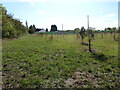 Orchard near Charlton in WR11 2RD