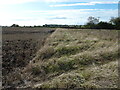 Uncultivated field edge near Little Carlton in NG23 6BT