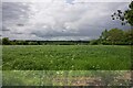 Field near Hadham Ford in SG11 2AS