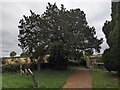 Yew tree at All Saints' church (Yatton) in HR9 7QZ
