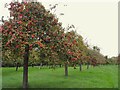 Orchard off Martin Street in BA6 8RZ
