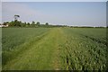Footpath through wheat in CB8 0RD