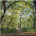 Footpath through Wood Corner Grove, Woodham Walter in CM9 6SN