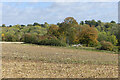 Woods and farmland, Latimer in HP3 0PZ