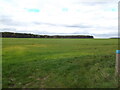 Field near Sotby Wood in LN8 5LR