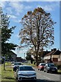 A fine tree on Stephenson Way in NN17 5BF