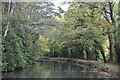 Basingstoke Canal passing Burnbake Copse in RG27 8ST