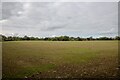 Charlton Musgrove : Grassy Field in BA9 8HF