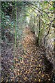 Charlton Musgrove : Footpath in BA9 8HF
