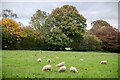 Pen Selwood : Grassy Field & Sheep in BA9 8LZ