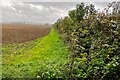 Hedge along the Field Edge in OX29 5SA