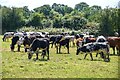 Doynton : Grassy Field & Cattle in BS30 5TB