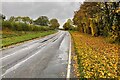 Fallen leaves by the B4449 in OX29 5AF