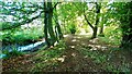 Path through wood beside Black Beck in CA7 9RD