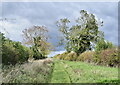 Bridleway climbing north from Welby in NG32 3LP