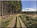 Track in Drumbuie Woods in PH8 0ET