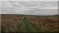 Track on the Foldshaw Ridge in LS29 0ET