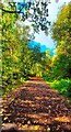 Early Autumnal Footpath in Ellenbrook in M28 1LH