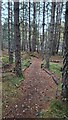 Path through the woods near the Speyside Centre in PH26 3PB