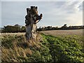 Dead tree near Bleathwood Manor in SY8 4LR