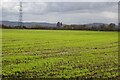 A field of winter cereals in GL2 9PB