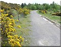 Gorse bushes and path in DE11 8HB
