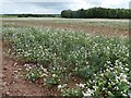 A field of white flowers, Welbeck estate in Norton, Cuckney, Holbeck and Welbeck