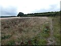 Field edge footpath, Bunkers Hill in Norton, Cuckney, Holbeck and Welbeck
