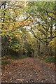 Autumnal path, Headley Heath in KT20 7PP