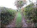 Hedge enclosed track and path giving access to Bwlch-y-gwynt in SA19 7DJ
