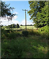 Telegraph pole west of Gelvan Moor Road, Fossoway in KY13 0QN