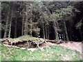 Coniferous woodland at Beacon Hill Country Park in PR3 2ET