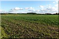 Fields south of South Acre in PE32 2AD