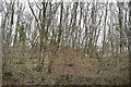 Roadside linear woodland in TN26 3QZ