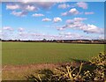 Autumn sown crop near Tansor Grange in Tansor