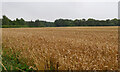 A field seen from the Loch Leven Heritage Trail, Kinross in KY13 9EZ