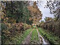 Footpath by Birch Coppice in HR5 3RL
