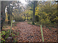 Private track into High Wood in RG25 2PR