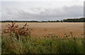 A field seen from the Loch Leven Heritage Trail near Grahamstone in KY13 9HU