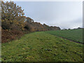 Broad grass margin to field towards Lasham Corner in GU34 5SS