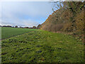 Broad grass margin to field towards Lasham Road in GU34 5SU