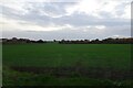 Farmland near Strensall New Bridge in YO32 5AU