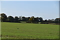 Low Weald farmland in TN12 9PR