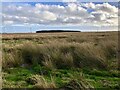 Rough grazing, Birkheadsmoor in NE61 4PG