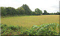Field, Ludlow's Farm in BA12 8FD