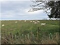 Sheep, Southward Edge in NE65 8RU