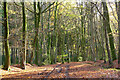 Track and woodland, Highmoor in RG9 5PG
